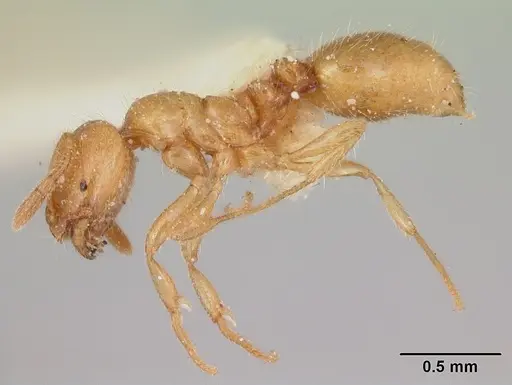 Solenopsis pilosula specimen CASENT0172923 image casent0172923_3