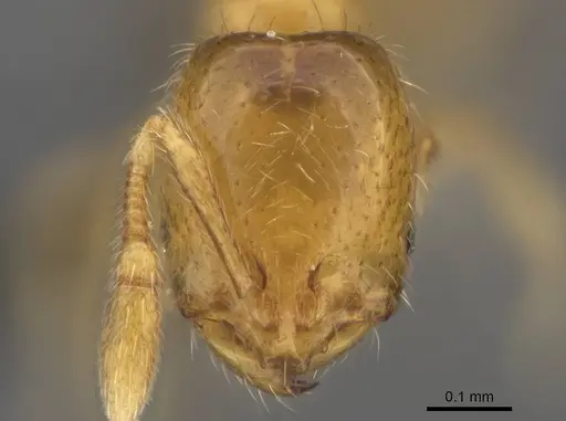 Solenopsis pollux specimen CASENT0729170 image casent0729170_1