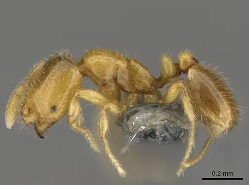 Solenopsis pollux specimen CASENT0729170 image casent0729170_2