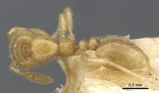 Solenopsis pollux specimen CASENT0902345 image casent0902345_1
