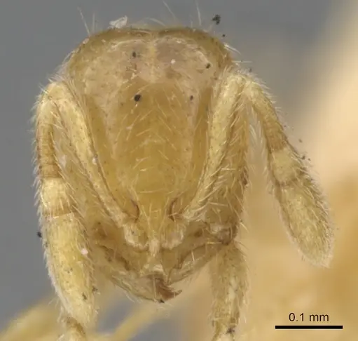 Solenopsis pollux specimen CASENT0902345 image casent0902345_2