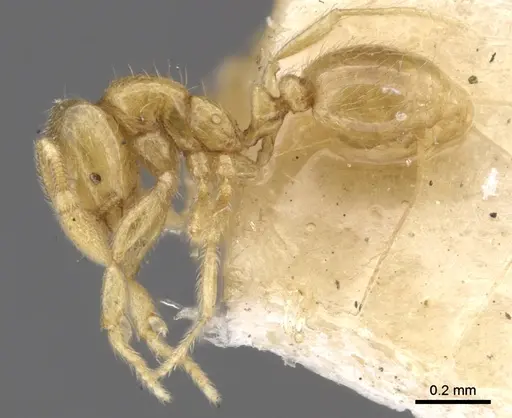 Solenopsis pollux specimen CASENT0902345 image casent0902345_3