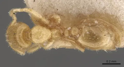 Solenopsis pollux specimen CASENT0908846 image casent0908846_1