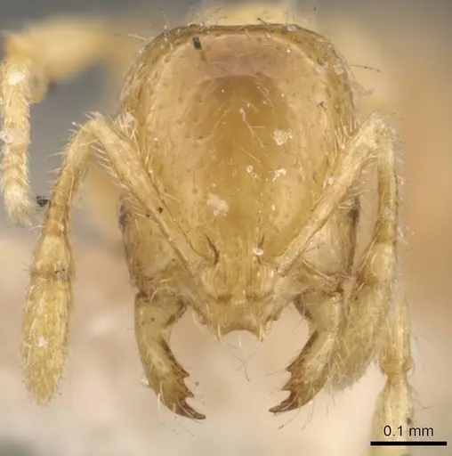 Solenopsis pollux specimen CASENT0908846 image casent0908846_2