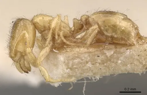 Solenopsis pollux specimen CASENT0908846 image casent0908846_3