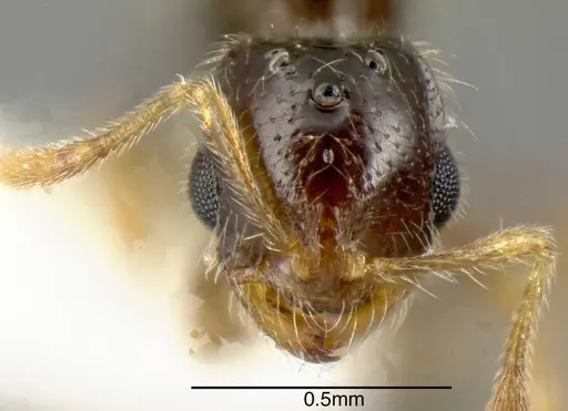 Solenopsis pollux specimen INBIOCRI001280897 image inbiocri001280897_1