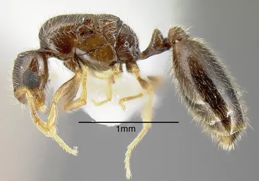 Solenopsis pollux specimen INBIOCRI001280897 image inbiocri001280897_2