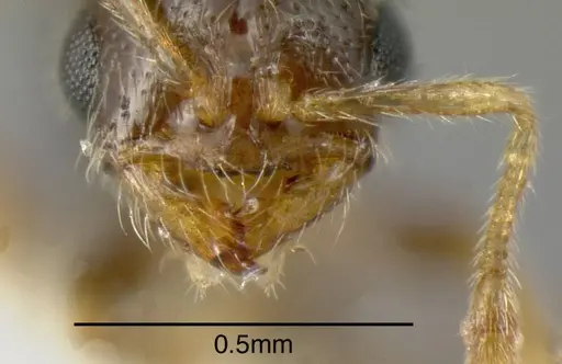 Solenopsis pollux specimen INBIOCRI001280897 image inbiocri001280897_3
