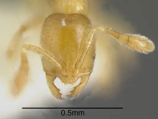 Solenopsis pollux specimen INBIOCRI001280920 image inbiocri001280920_1