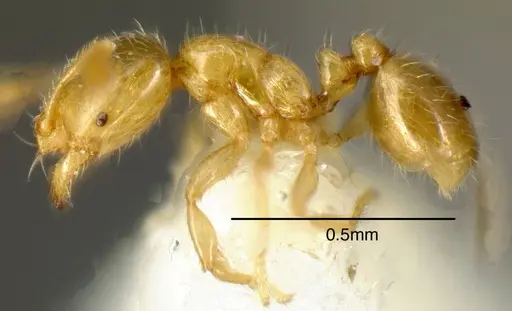 Solenopsis pollux specimen INBIOCRI001280920 image inbiocri001280920_2