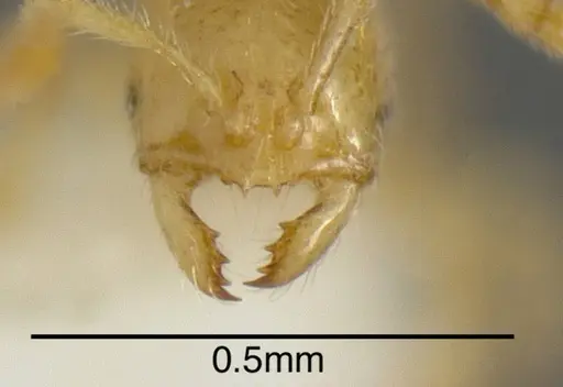 Solenopsis pollux specimen INBIOCRI001280920 image inbiocri001280920_3