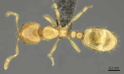 Solenopsis punctaticeps specimen CASENT0235710 image casent0235710_1