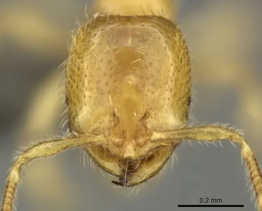 Solenopsis punctaticeps specimen CASENT0235710 image casent0235710_2