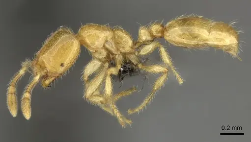 Solenopsis punctaticeps specimen CASENT0235710 image casent0235710_3