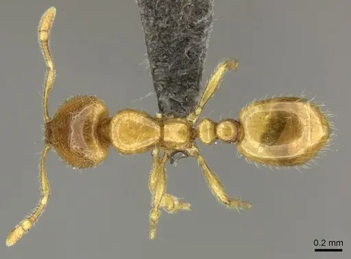 Solenopsis punctaticeps specimen CASENT0235711 image casent0235711_1