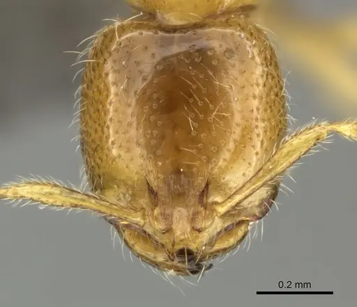 Solenopsis punctaticeps specimen CASENT0235711 image casent0235711_2