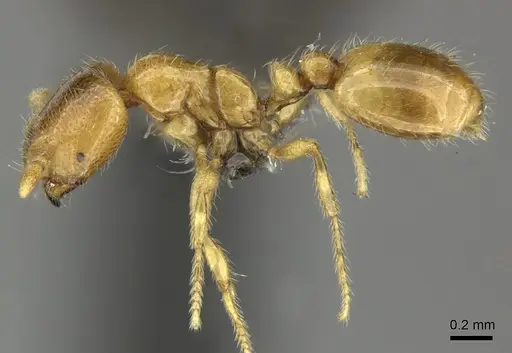 Solenopsis punctaticeps specimen CASENT0235711 image casent0235711_3
