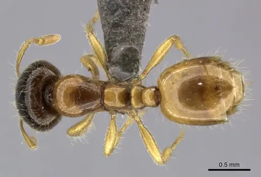 Solenopsis punctaticeps specimen CASENT0235999 image casent0235999_1