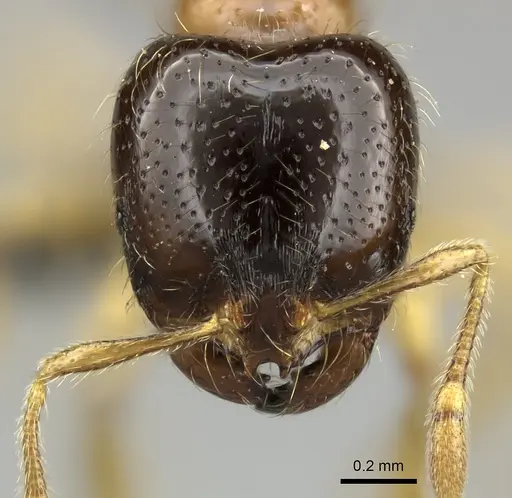 Solenopsis punctaticeps specimen CASENT0235999 image casent0235999_2
