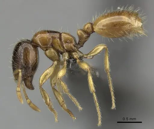 Solenopsis punctaticeps specimen CASENT0235999 image casent0235999_3
