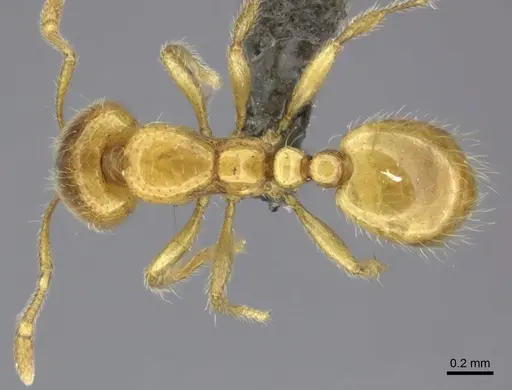 Solenopsis punctaticeps specimen CASENT0249000 image casent0249000_1
