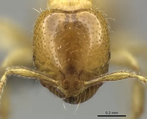 Solenopsis punctaticeps specimen CASENT0249000 image casent0249000_2
