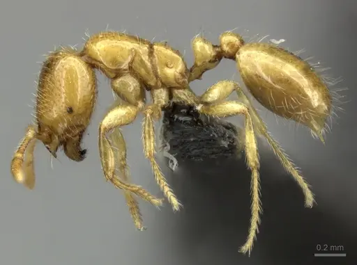 Solenopsis punctaticeps specimen CASENT0249000 image casent0249000_3