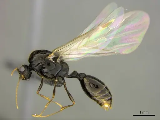 Solenopsis punctaticeps specimen CASENT0258782 image casent0258782_1