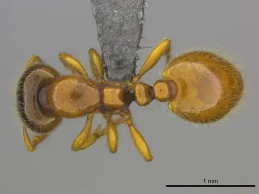 Solenopsis punctaticeps specimen CASENT0258816 image casent0258816_1