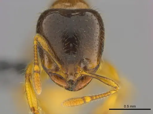 Solenopsis punctaticeps specimen CASENT0258816 image casent0258816_2