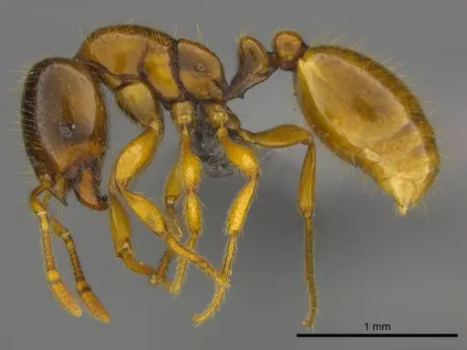 Solenopsis punctaticeps specimen CASENT0258816 image casent0258816_3
