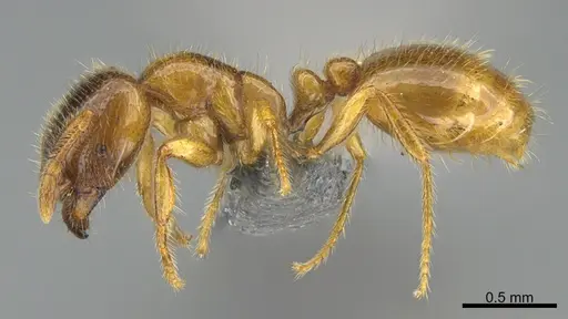 Solenopsis punctaticeps specimen CASENT0774188 image casent0774188_1