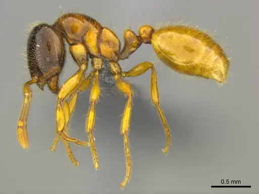 Solenopsis punctaticeps specimen CASENT0812081 image casent0812081_1