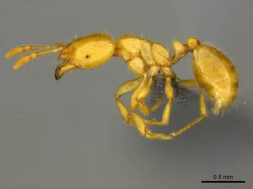Solenopsis punctaticeps specimen CASENT0812095 image casent0812095_1