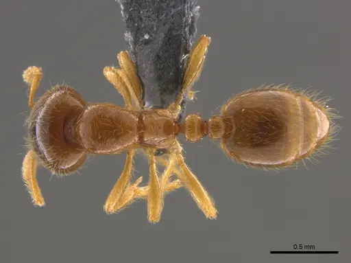 Solenopsis punctaticeps specimen CASENT0812099 image casent0812099_1