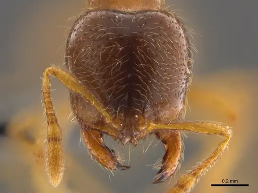 Solenopsis punctaticeps specimen CASENT0812099 image casent0812099_2