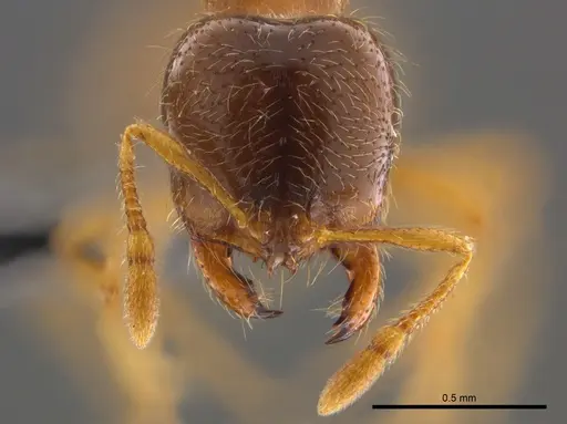 Solenopsis punctaticeps specimen CASENT0812099 image casent0812099_3