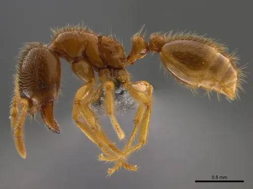 Solenopsis punctaticeps specimen CASENT0812099 image casent0812099_4