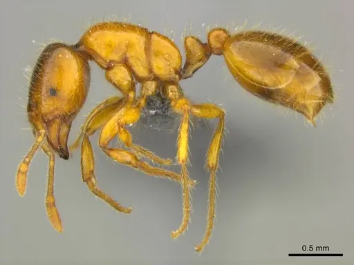 Solenopsis punctaticeps specimen CASENT0812112 image casent0812112_1