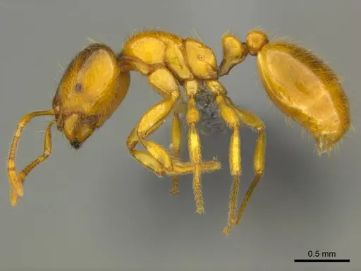 Solenopsis punctaticeps specimen CASENT0812118 image casent0812118_1