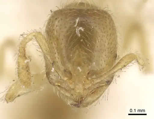 Solenopsis punctaticeps specimen CASENT0902359 image casent0902359_1
