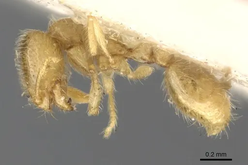Solenopsis punctaticeps specimen CASENT0902359 image casent0902359_2