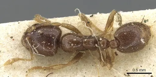 Solenopsis punctaticeps specimen CASENT0902360 image casent0902360_1