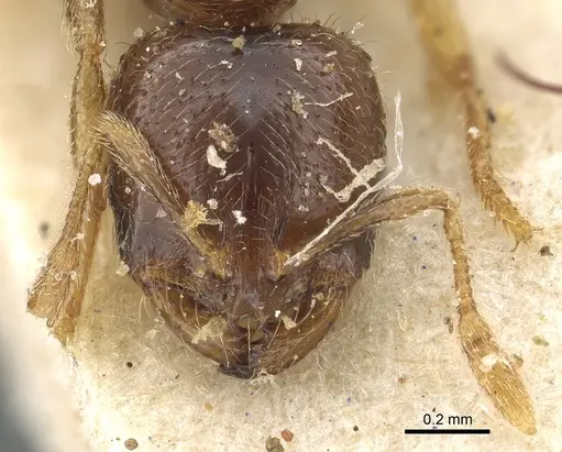 Solenopsis punctaticeps specimen CASENT0902360 image casent0902360_2
