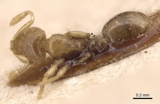 Solenopsis punctaticeps specimen CASENT0904644 image casent0904644_1