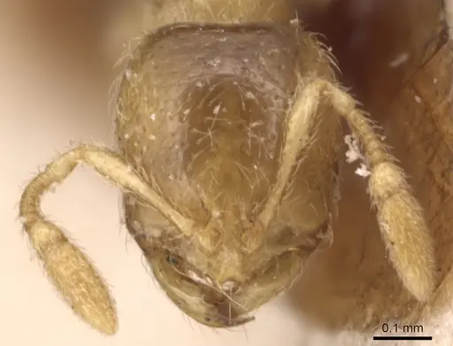 Solenopsis punctaticeps specimen CASENT0904644 image casent0904644_2