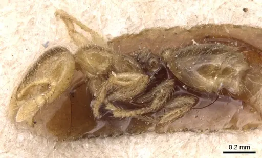 Solenopsis punctaticeps specimen CASENT0904644 image casent0904644_3