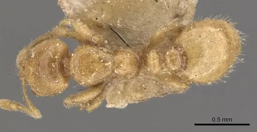 Solenopsis punctaticeps specimen CASENT0908871 image casent0908871_1