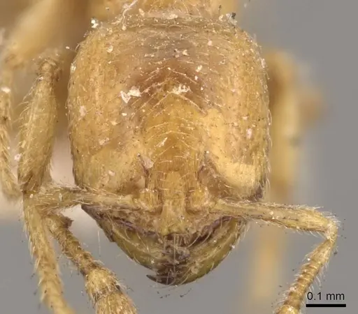 Solenopsis punctaticeps specimen CASENT0908871 image casent0908871_2