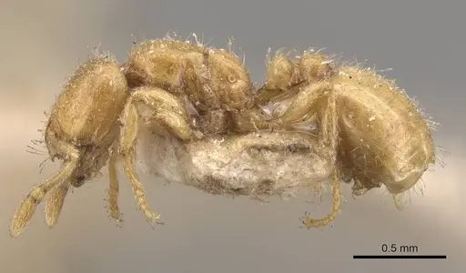 Solenopsis punctaticeps specimen CASENT0908871 image casent0908871_3